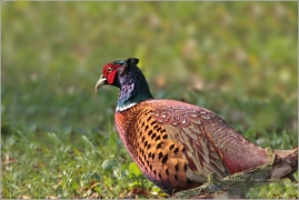 <p>BAŽANT OBECNÝ (Phasianus colchicus) Rychnov u Jbc.n.N. /Common pheasant - Fasan/</p>